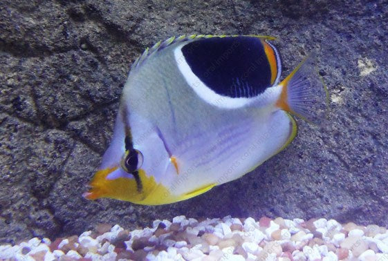 Saddleback Butterflyfish
