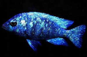 Malawi - Phenochilus