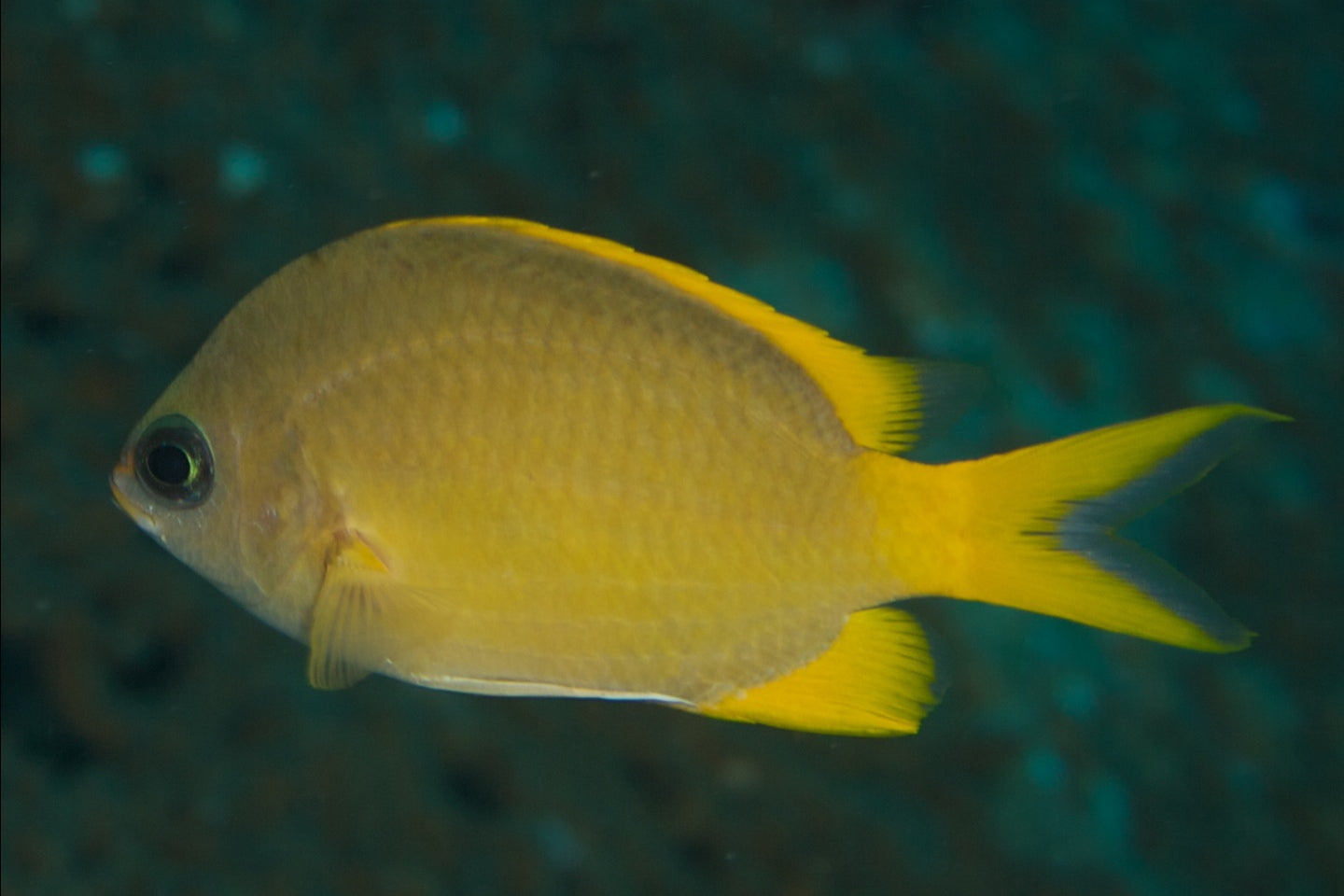 Yellow Chromis