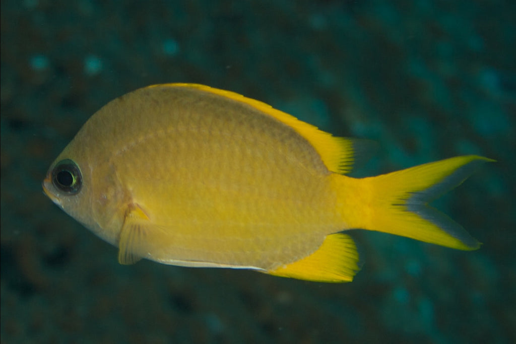 Yellow Chromis
