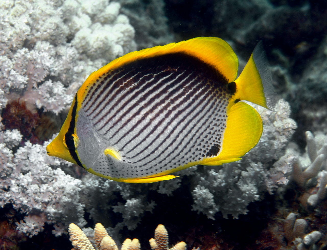 Black Back Butterflyfish