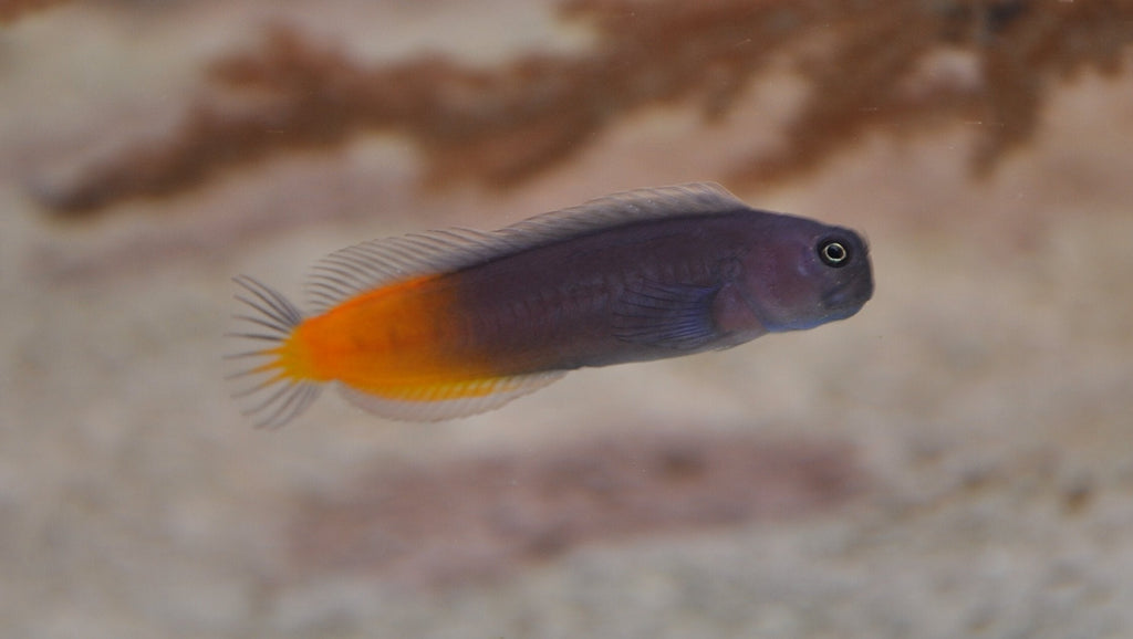 Two-Colored Blenny (bicolor blenny)