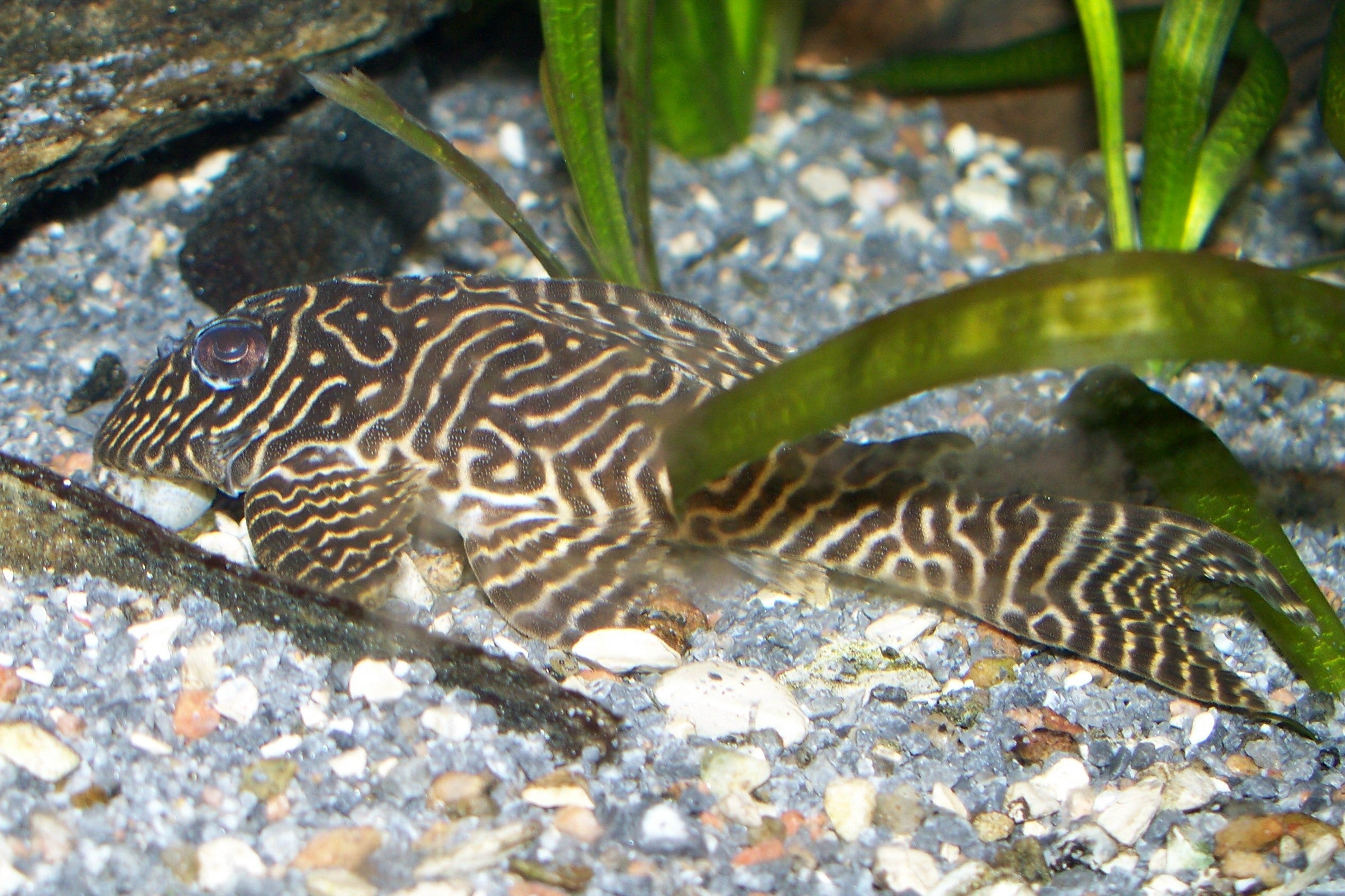 L333 Pleco