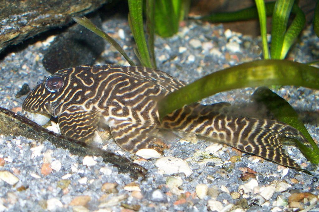 L333 Pleco