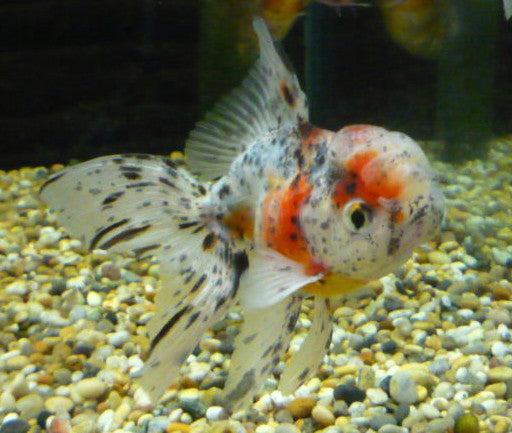 Oranda Goldfish "Carassius auratus"