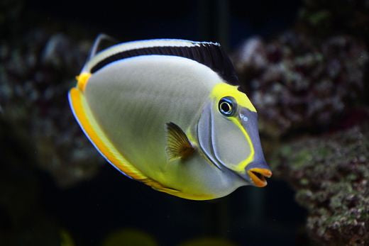 Naso Lipstick Tang "Naso lituratus"