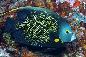 French Angelfish