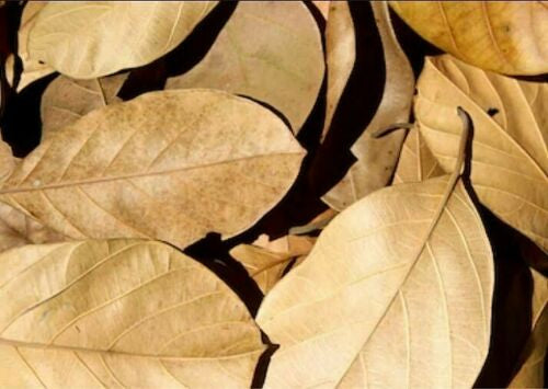 Dried Jackfruit Leaves