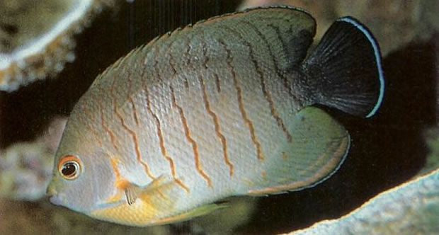 Eibl's Angelfish