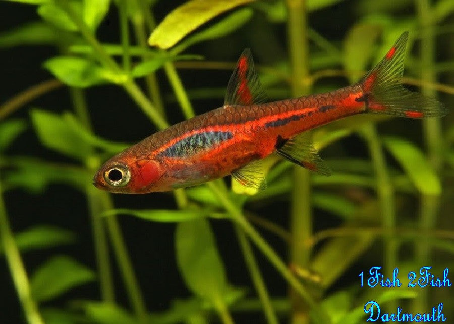 Chilli Rasbora "Boraras brigittae"