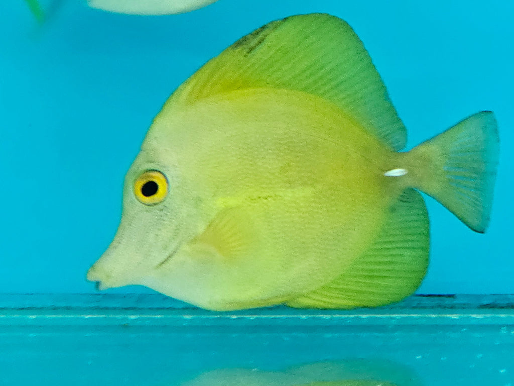 Yellow Scopas Hybrid