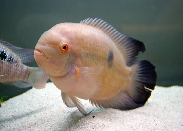 Chocolate Cichlid "Hypselecara temporalis"