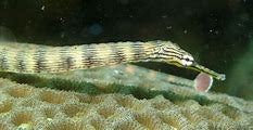 Scribbled Pipefish