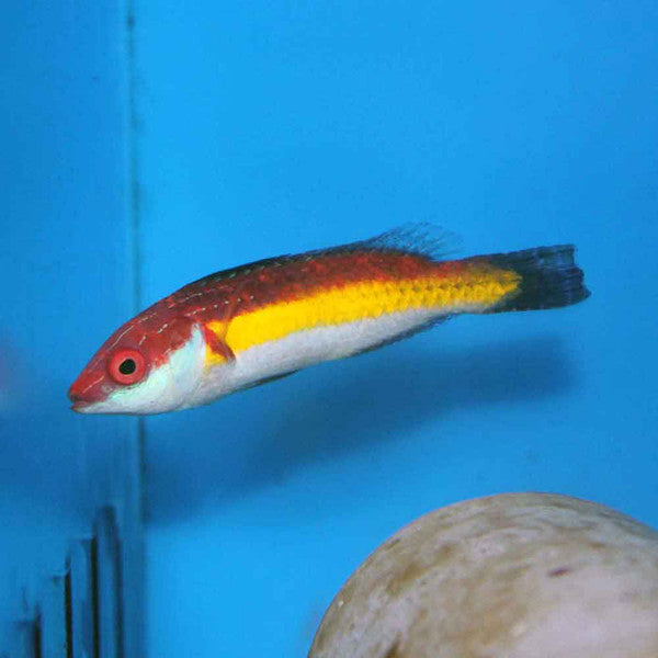 Naoko's Fairy-wrasse