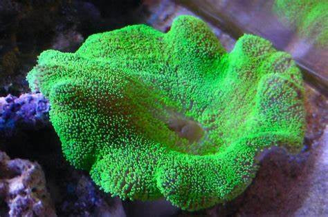 Giant Carpet Anemone (Stichodactyla gigantea)