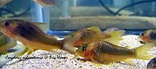 Green-Gold Corydoras