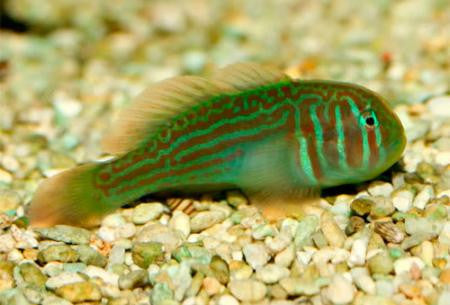 Green Clown Goby "Gobiodon histrio"
