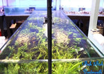 Freshwater Plants