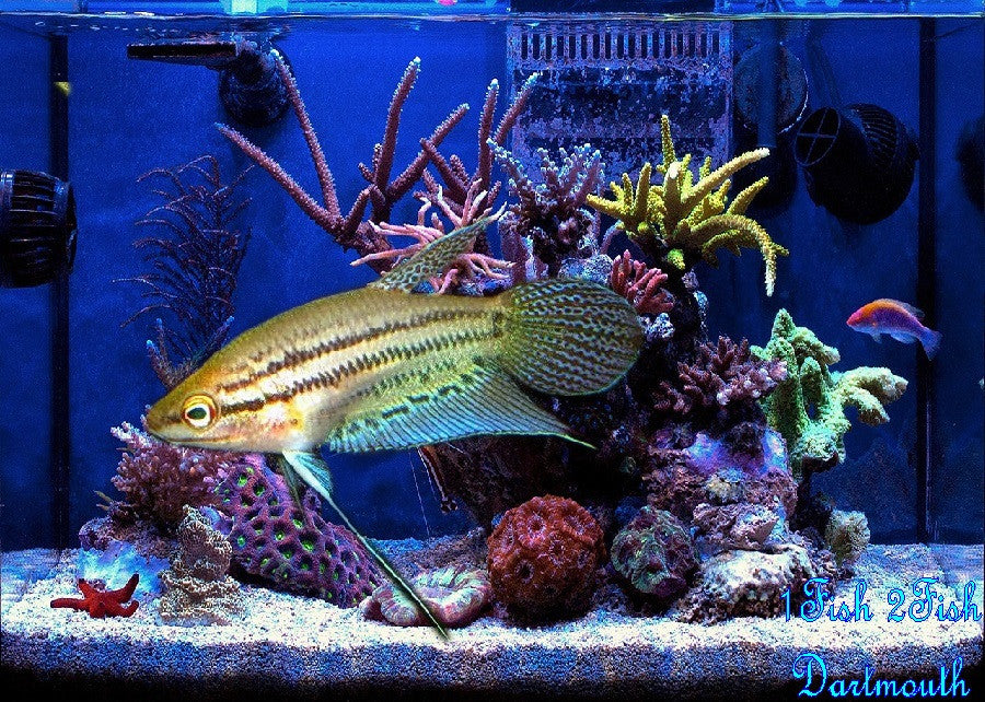 Croaking Gourami "Trichopsis vittata"