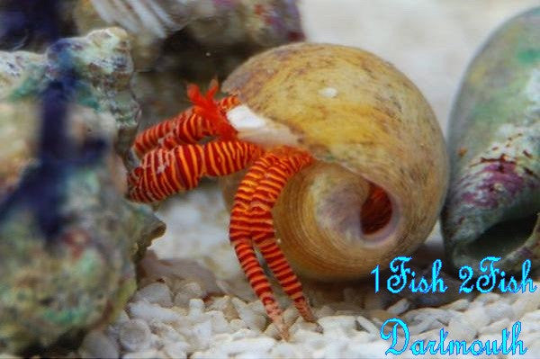 Halloween Hermit Crab "Ciliopagurus strigatus"