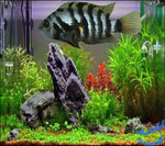 Convict Cichlid "Amatitlania nigrofasciata"