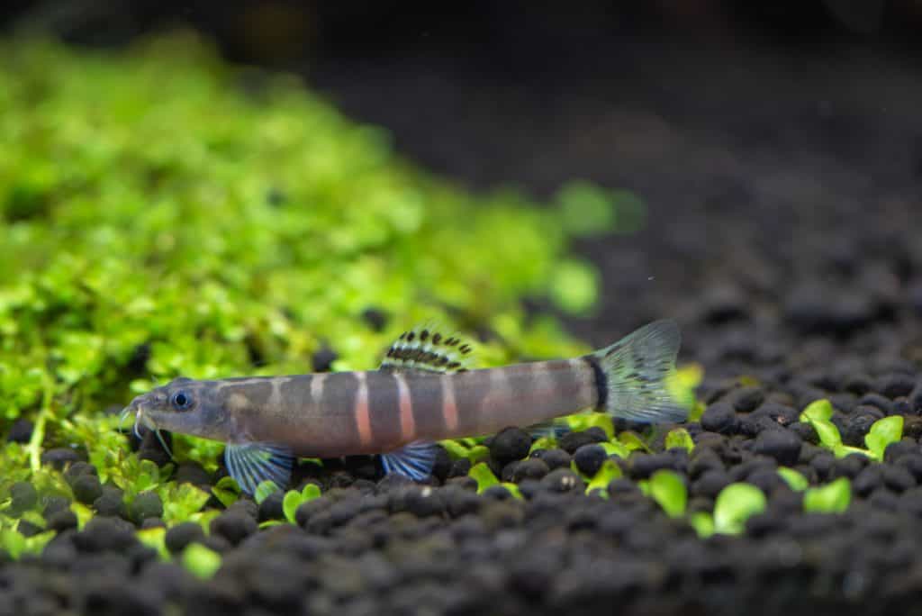 Sumo Loach