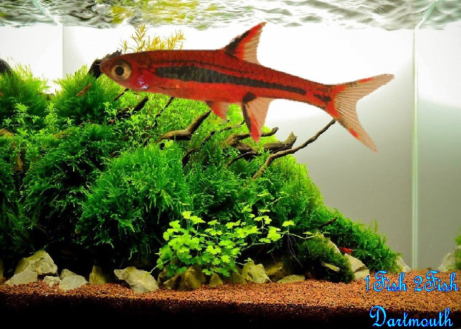 Chilli Rasbora "Boraras brigittae"