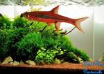 Chilli Rasbora "Boraras brigittae"