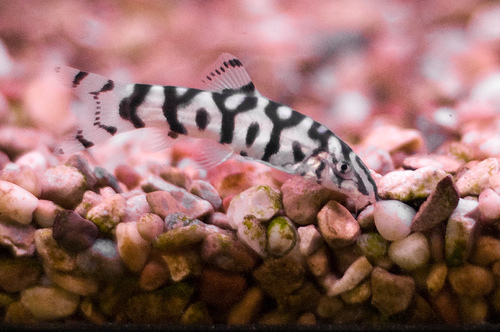 Yoyo Loach "Botia lohachata"