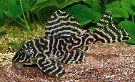 L066 - King Tiger Pleco "Hypancistrus sp."