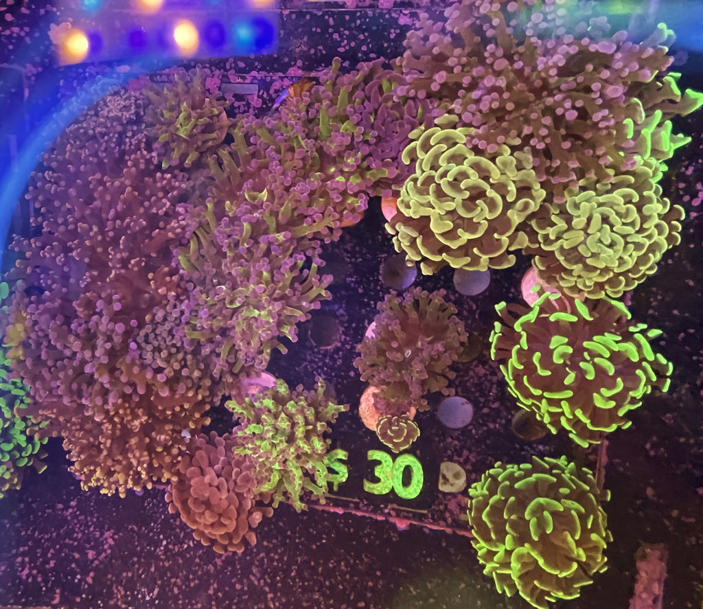 $30 Assorted Euphylia