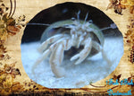 White Leg Hermit Crab "Clibanarius sp.