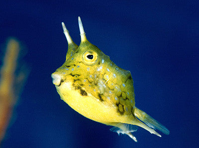 Longhorn Cowfish "Lactoria cornuta"