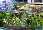 Freshwater Plants