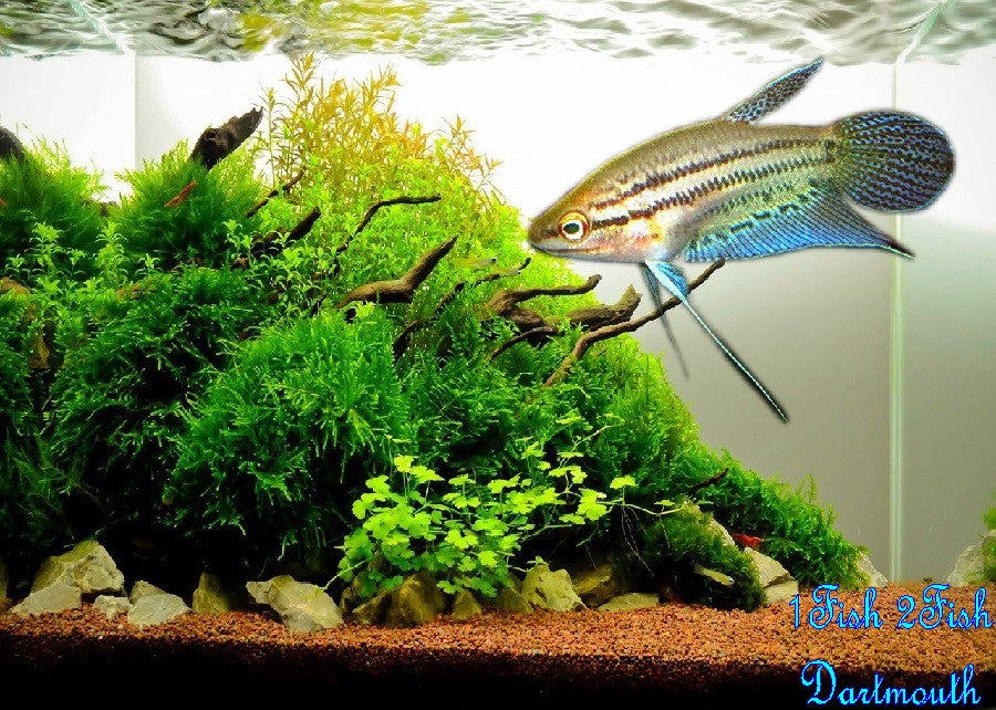 Croaking Gourami "Trichopsis vittata"