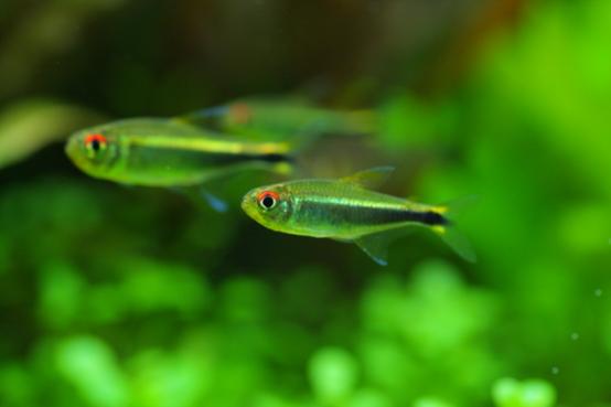 Purple Emperor Tetra