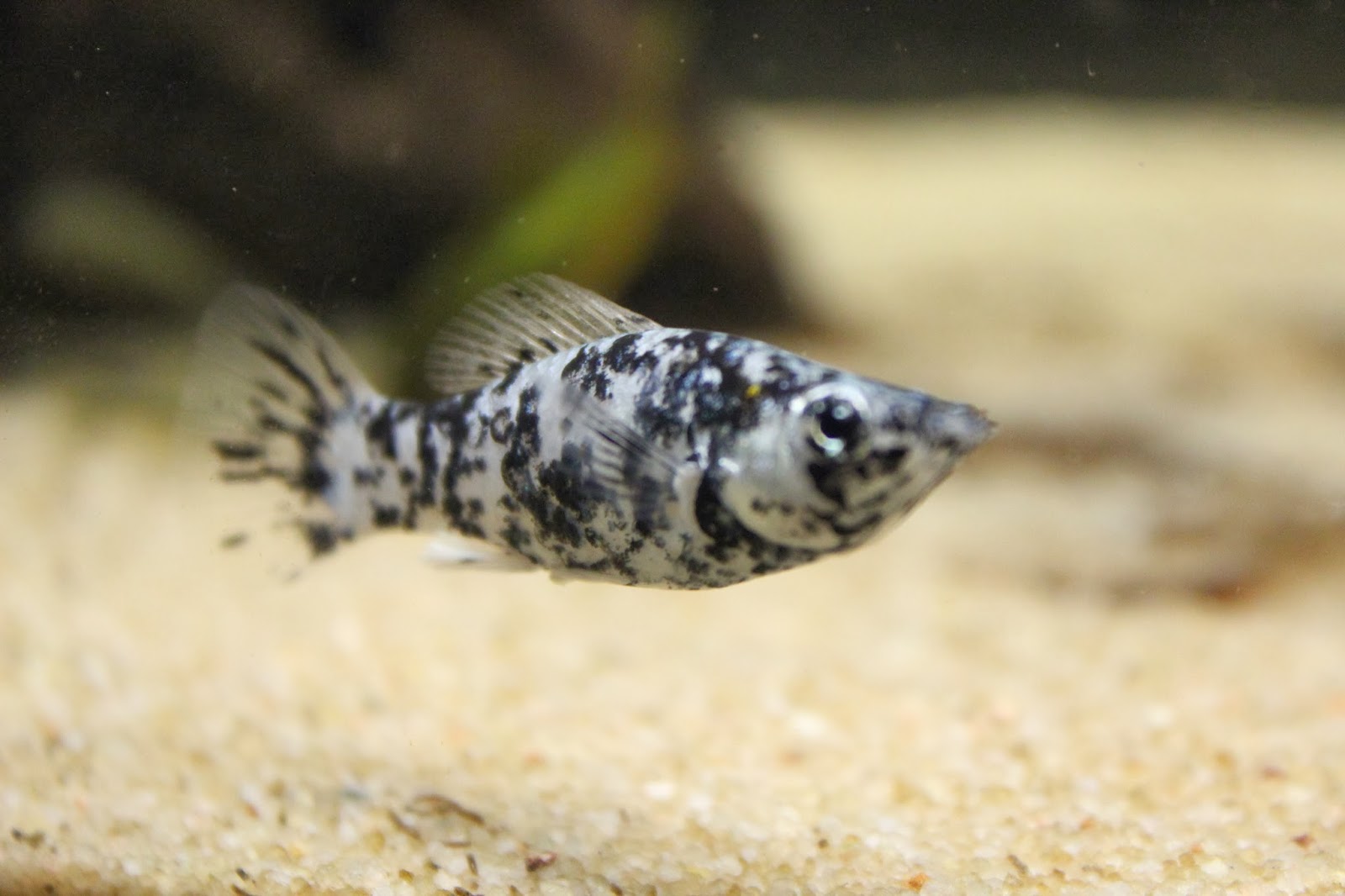 Molly Fish "Poecilia latipinna"