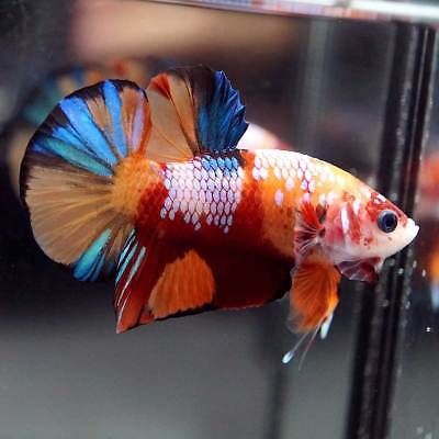 Bettas "Betta splendens"