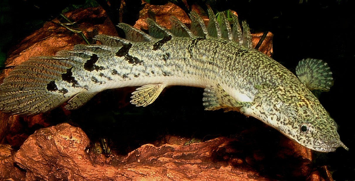 Bichirs "Polypterus species"
