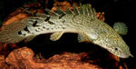 Bichirs "Polypterus species"