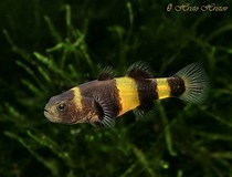Bumblebee Gody (Brachygobius doriae)