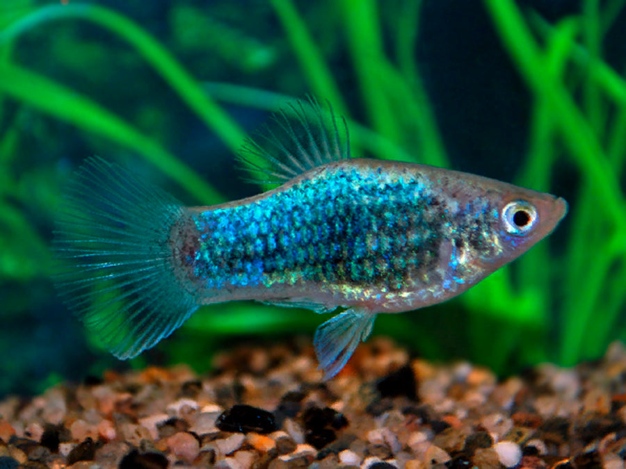 Platy Fish ''Xiphophorus maculatus''