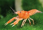 Crayfish
