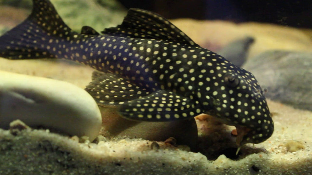 L48 Golden Cloud Pleco