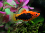 Platy Fish ''Xiphophorus maculatus''