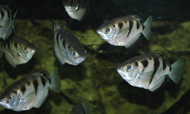 Banded Archerfish (Toxotes jaculatrix)