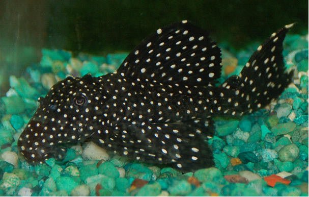 L007 - Vampire Pleco "Leporacanthicus cf. galaxias"