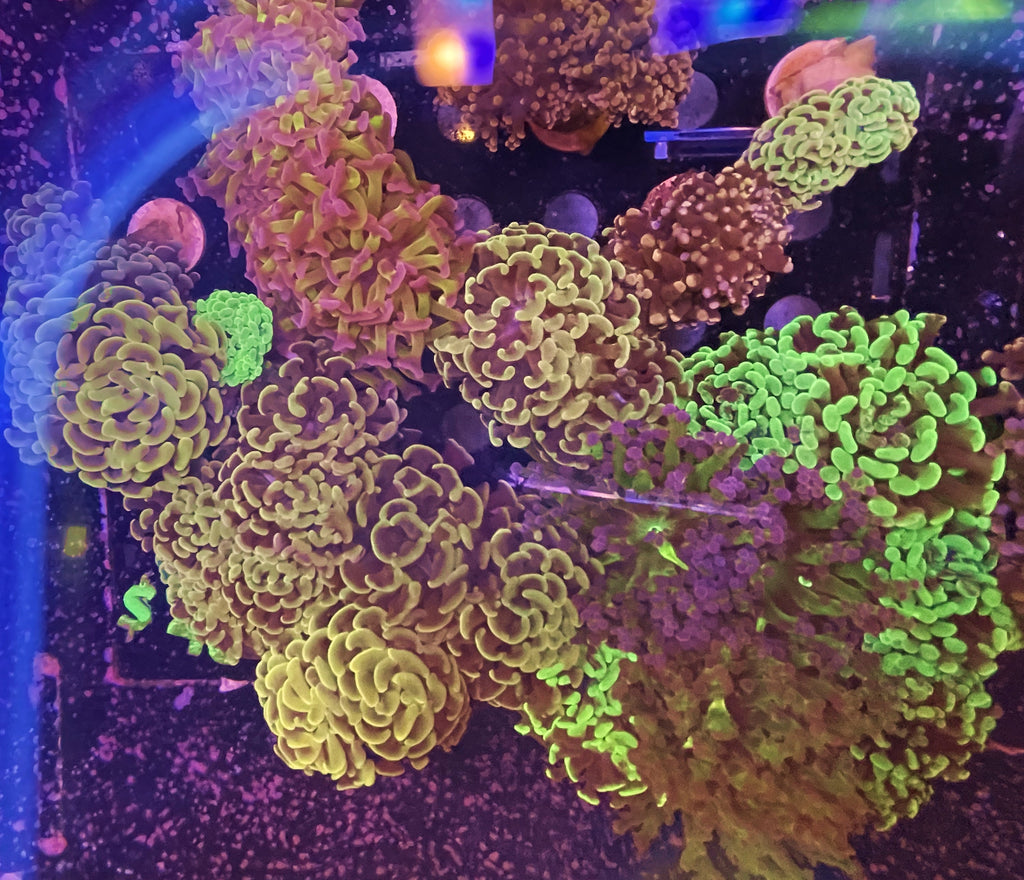 $40 Assorted Euphylia