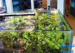 Freshwater Plants