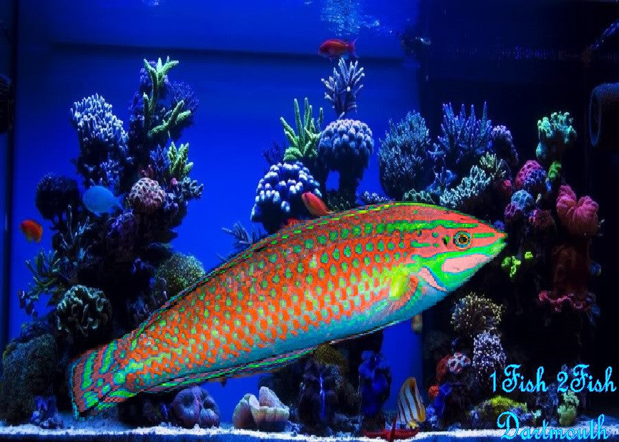Christmas Wrasse "Halichoeres claudia"